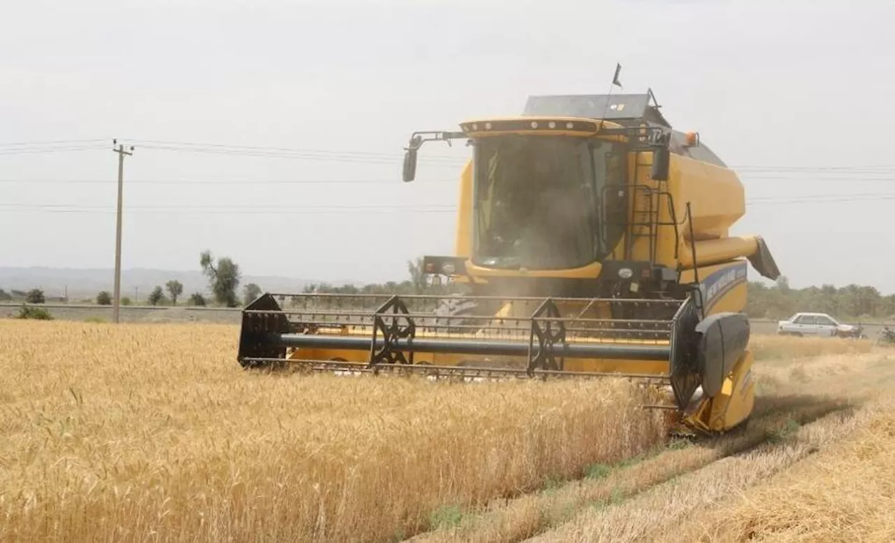 آغاز برداشت اولین خوشه‌های طلایی گندم در جنوب کرمان، الگوی موفق جهش تولید