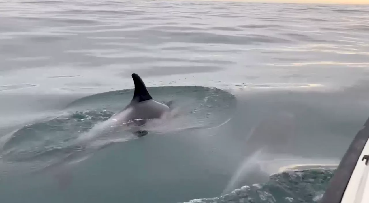 'Incredible' white-beaked dolphins swim right next to boat off Devon coast