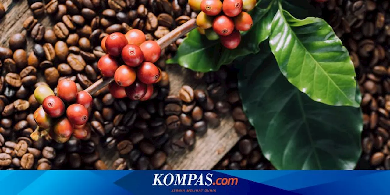 Ancaman Krisis Iklim terhadap Kopi Bisa Turunkan Produksi 50 Persen