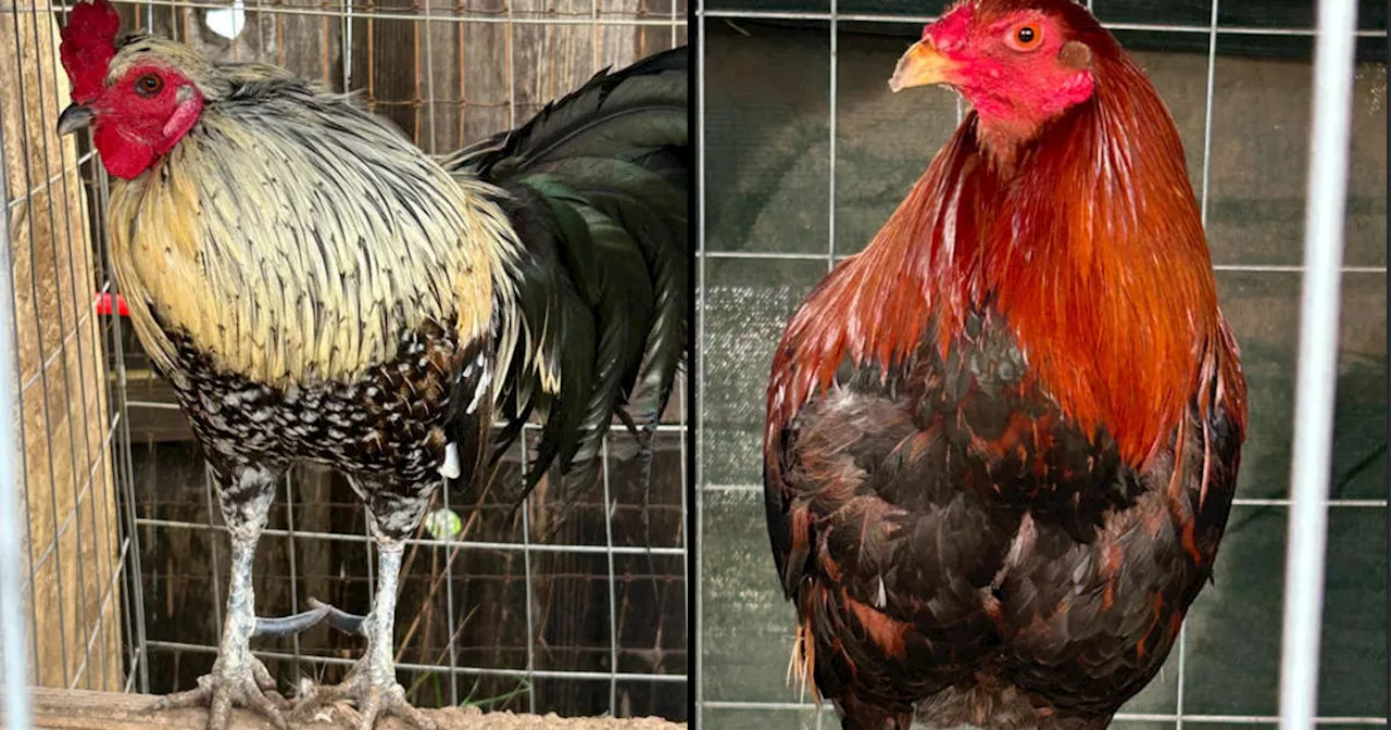 Monterey County authorities seize 350 birds in cockfighting investigation