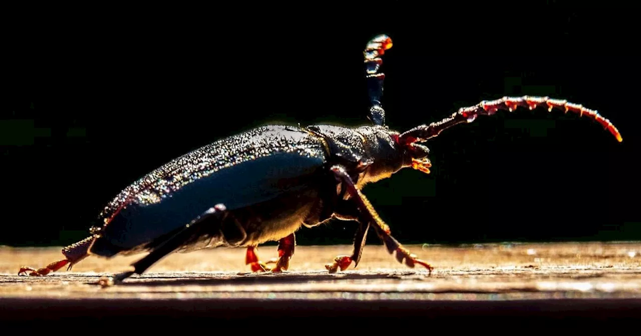 Australischer Forscher hielt neu entdeckte Käfergattung für Vogelkot