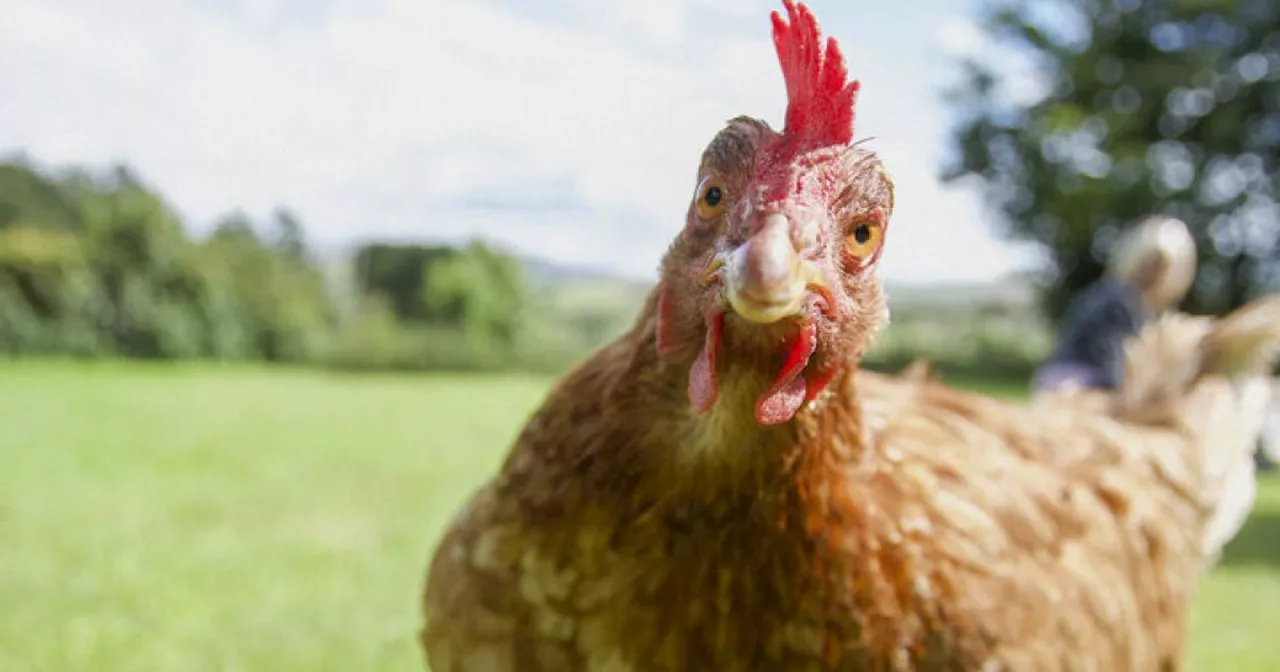 Kulturgeschichtliches Gegacker: Neues Buch erzählt vom Huhn und vom Ei