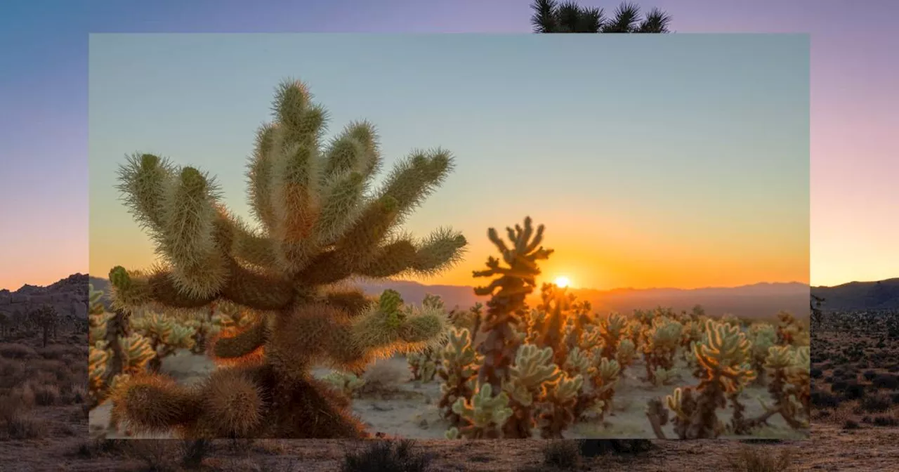 An epic quest led us to the best sunrise views in Joshua Tree