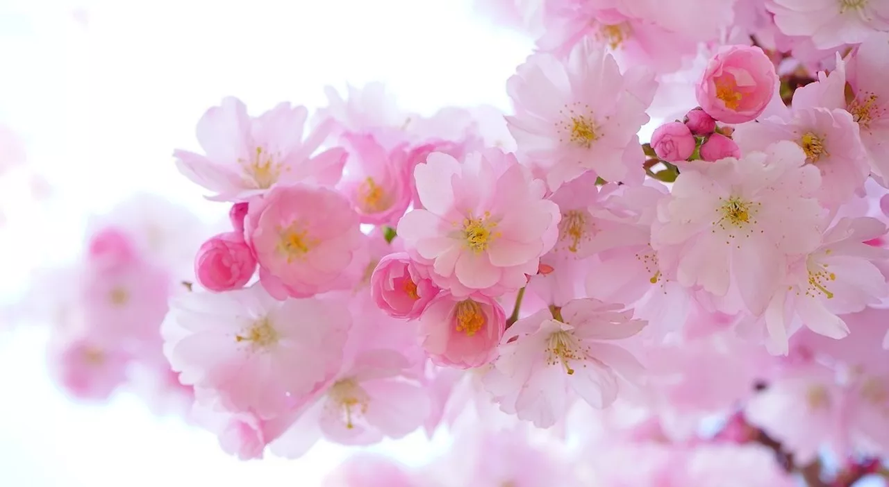 Fioriture dei ciliegi 2024: è tempo dello spettacolo dei sakura