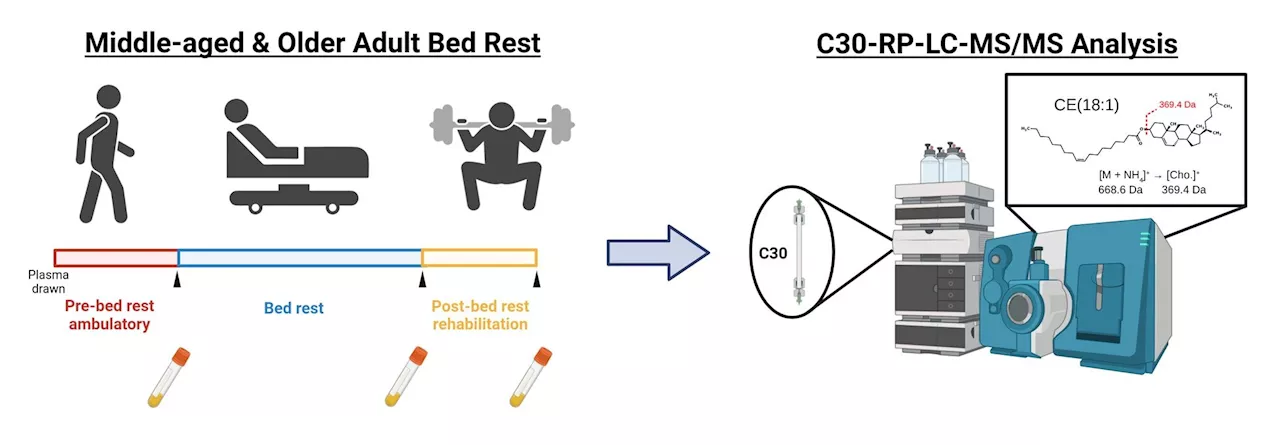 Bedrest may affect cholesterol dynamics differently depending on age, study suggests