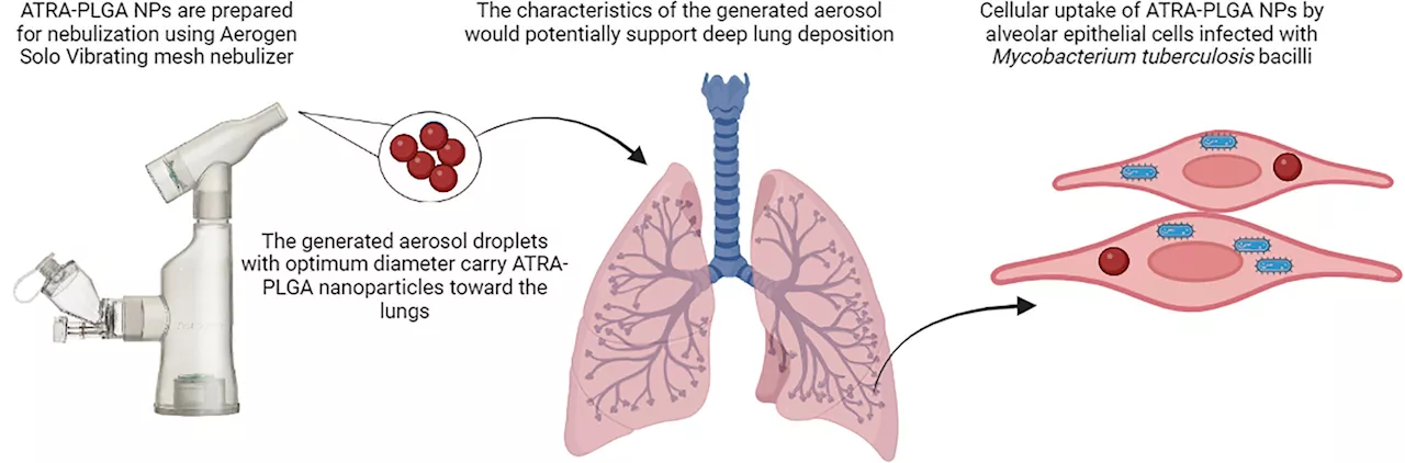 Researchers propose host-directed therapy to stimulate immune system to eliminate tuberculosis