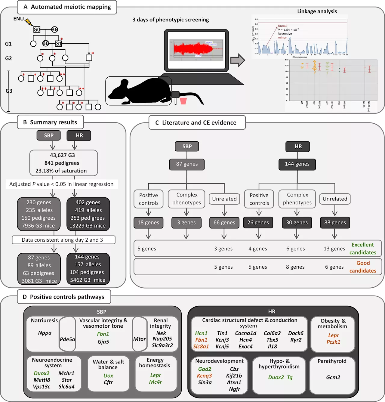 Study with rodents identifies key genes for control of blood pressure and heart rate