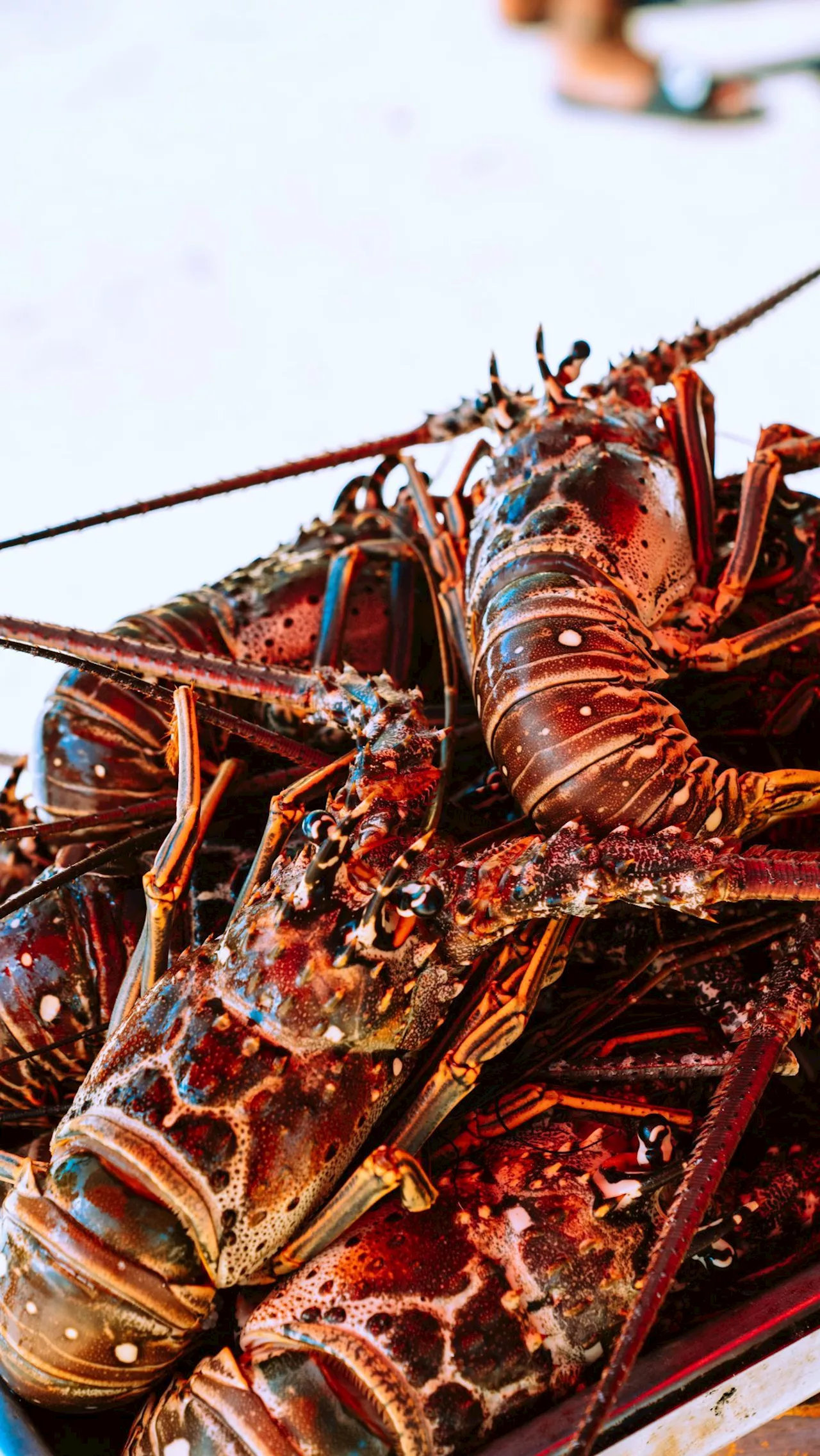 8 Cara Memasak Lobster Aneka Kreasi, Lezat dan Mudah Dipraktikkan