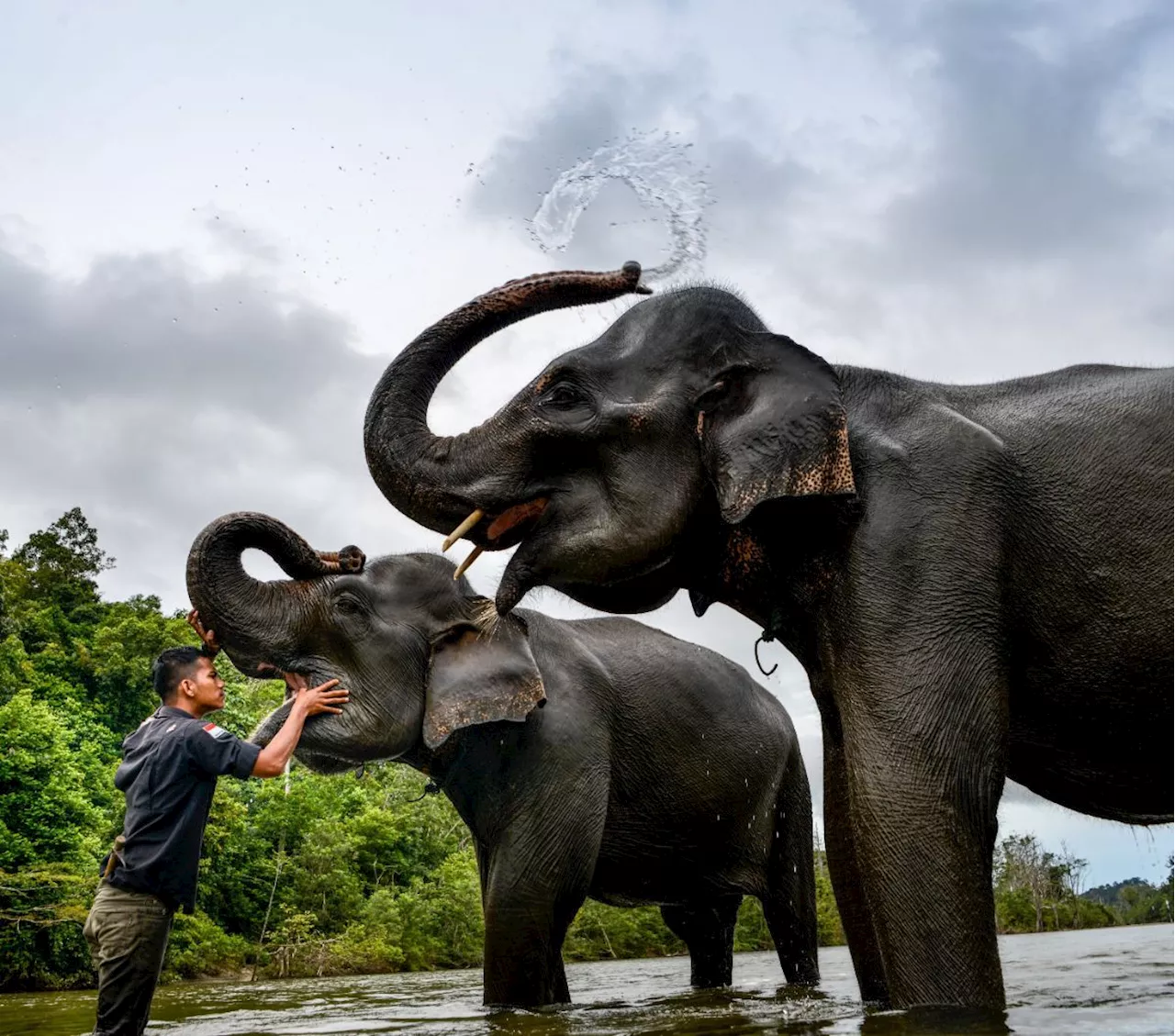 Gajah Sumatera Mati di Aceh Utara, Gadingnya Hilang