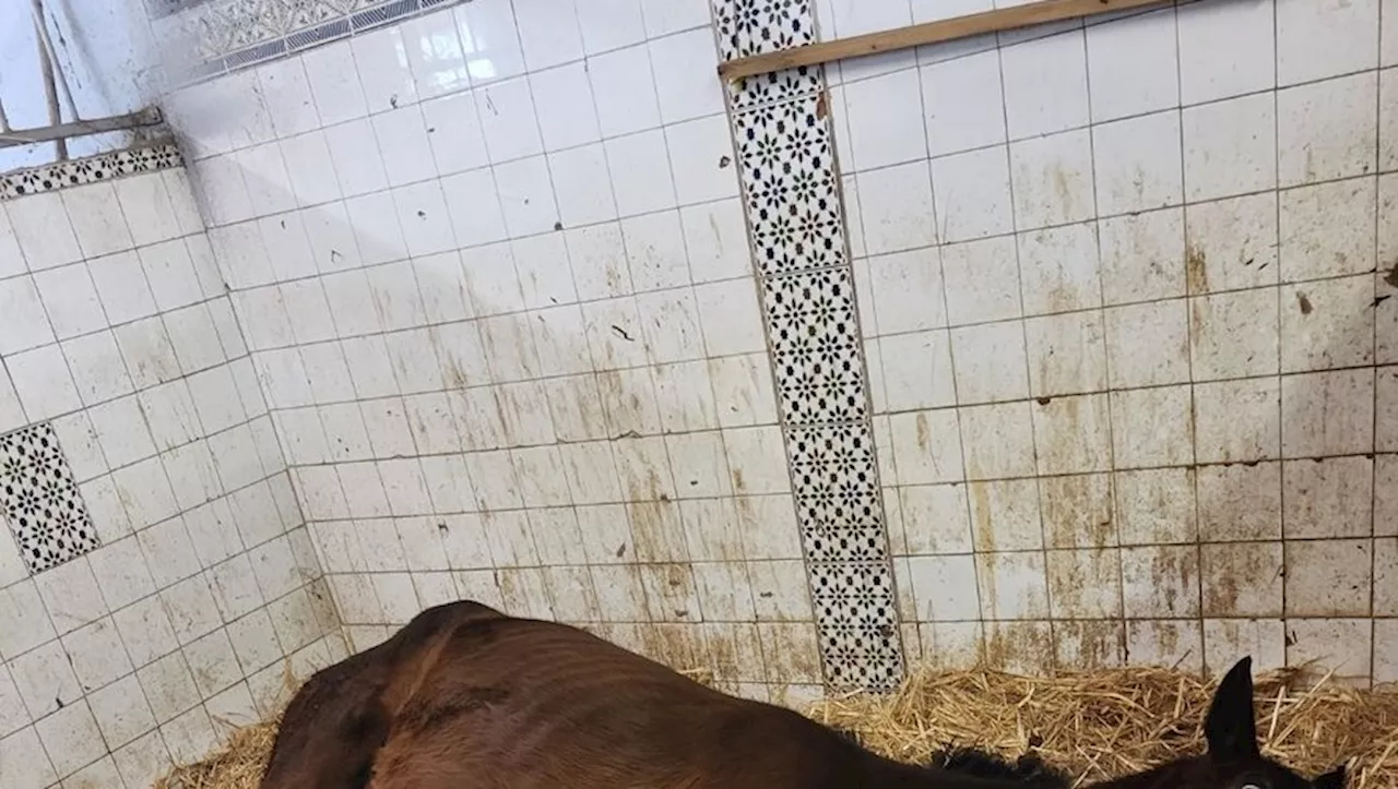 Une cagnotte pour sauver un cheval des Ecuries d’or, à Villeneuve-lès-Béziers