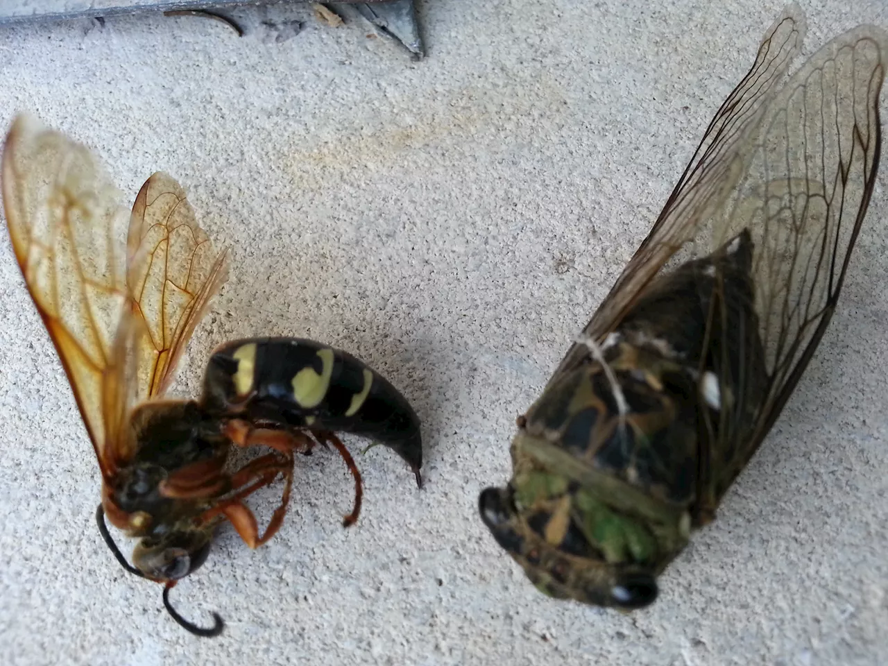 Will 2024 cicada explosion mean rise in cicada-killing wasps? Here's what experts say