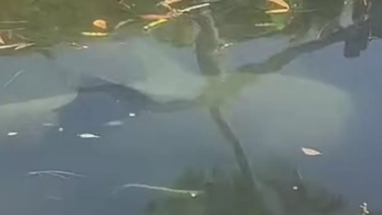 Bull shark spotted at popular Sydney beach