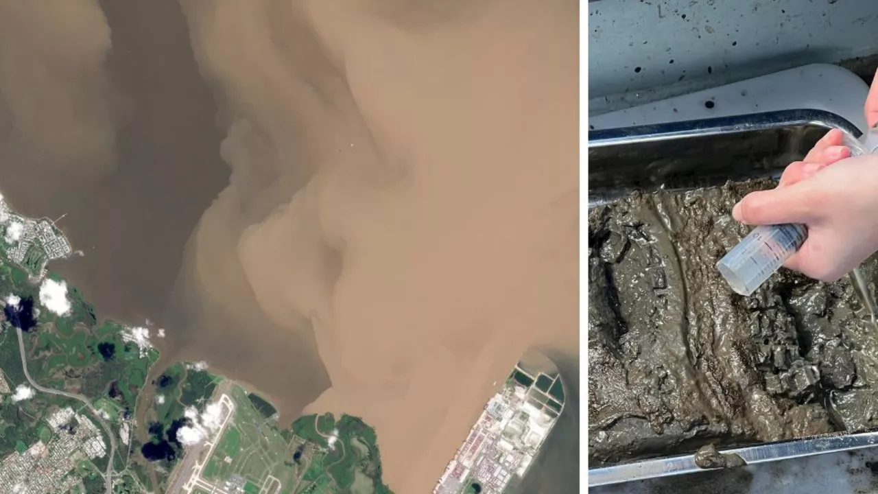 Sludge creates ‘dead zone’ in idyllic bay