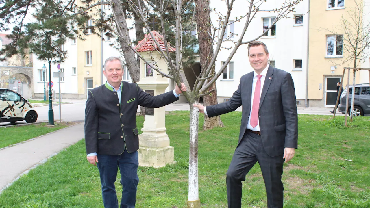 Per Verordnung: Klosterneuburg will Bäume schützen