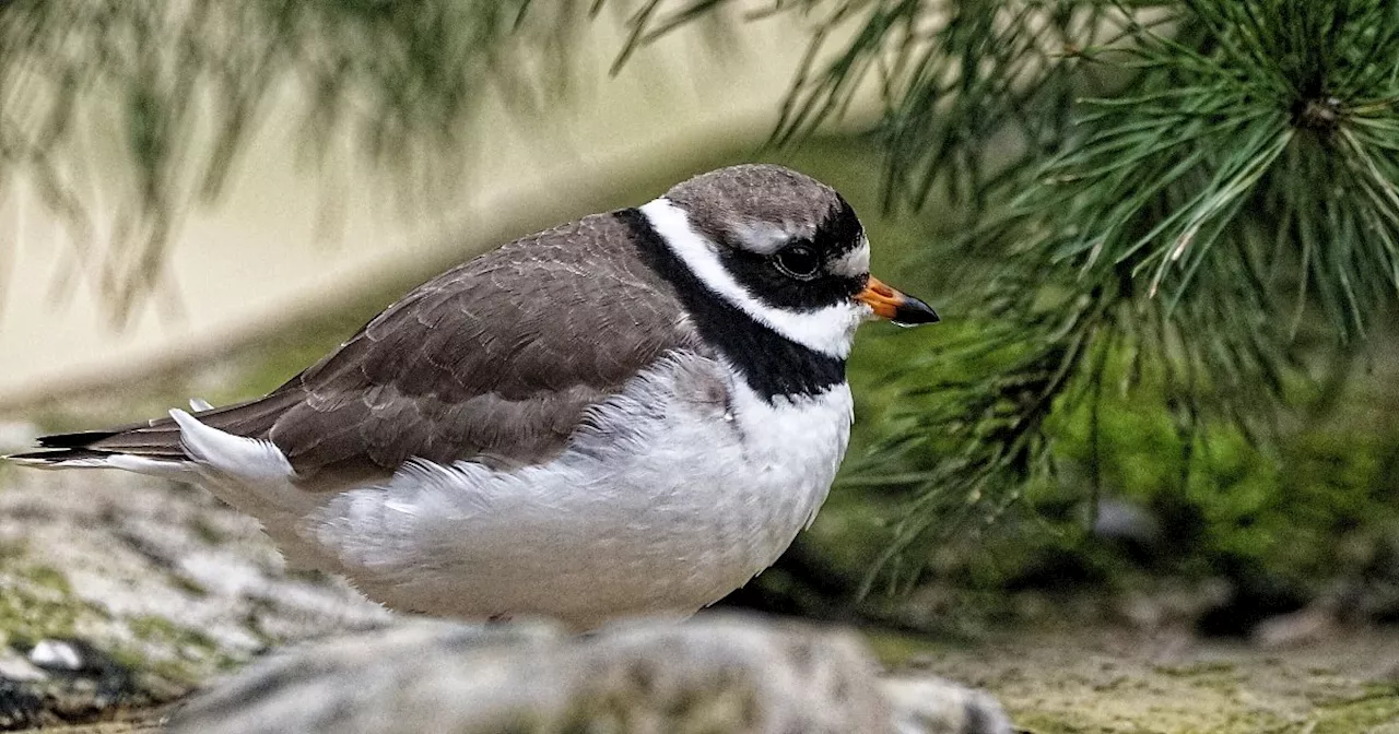 Zwei flötende Sachsen sind die neuen Bewohner im Bielefelder Tierpark Olderdissen