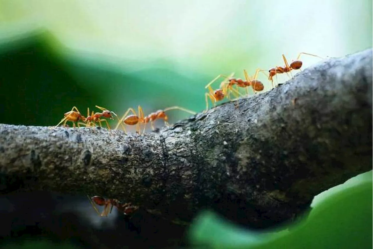 Qu’est-ce que cette spirale de la mort qui conduit certains insectes au suicide collectif ?