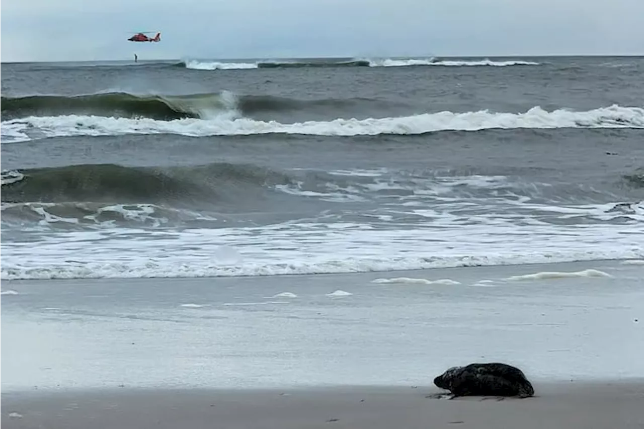 Seal rescue surge: Over 20 stranded seals saved on New Jersey shores this season