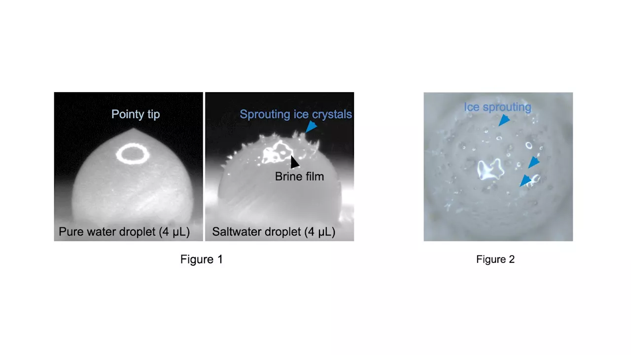 Breaking the ice: Molecular insights into saltwater droplet freezing