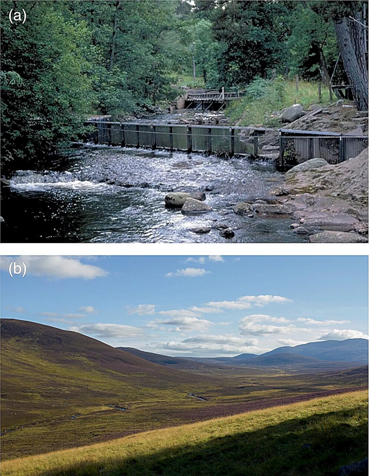 Most detailed long-term study in the world provides science to support Scottish salmon recovery