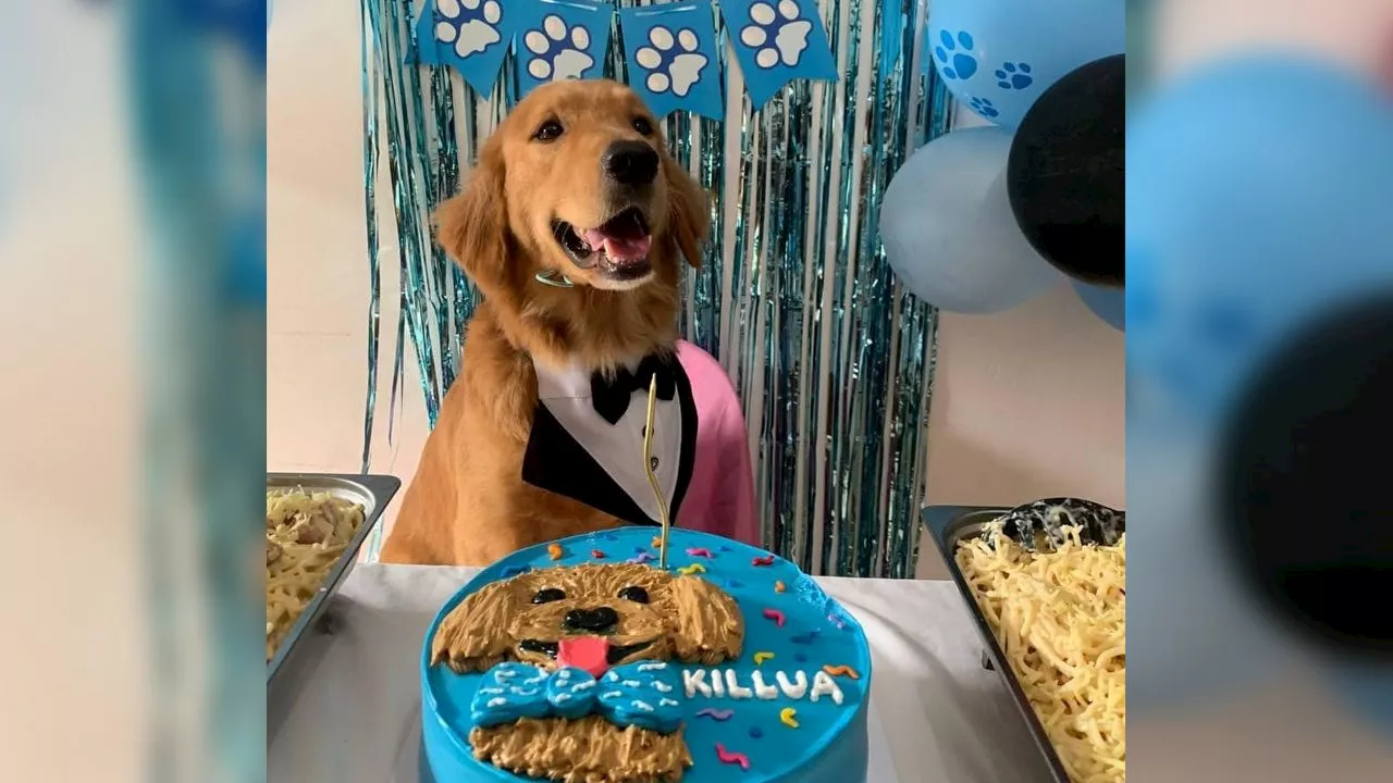 Killua’s owner sues ‘killer’ of golden retriever