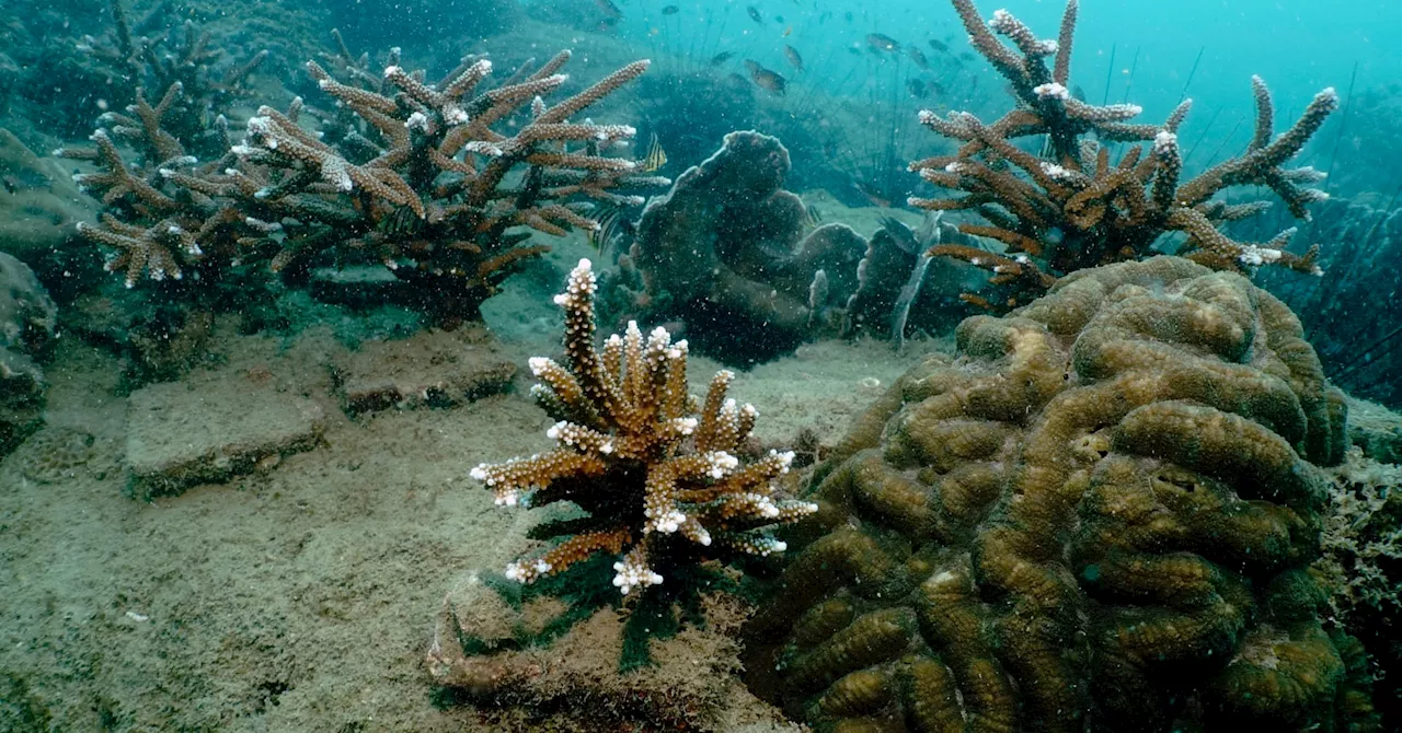 Thai scientists breed coral in labs to restore degraded reefs