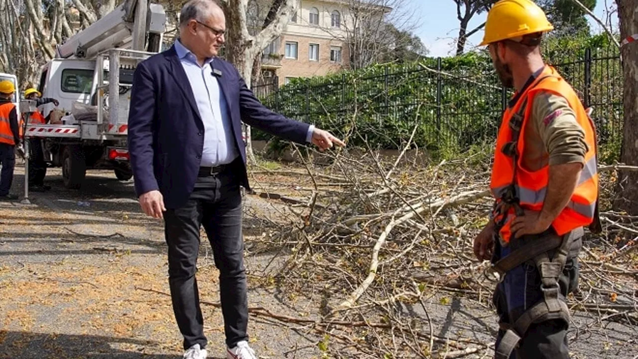 "A Roma non sono mai stati potati così tanti alberi"