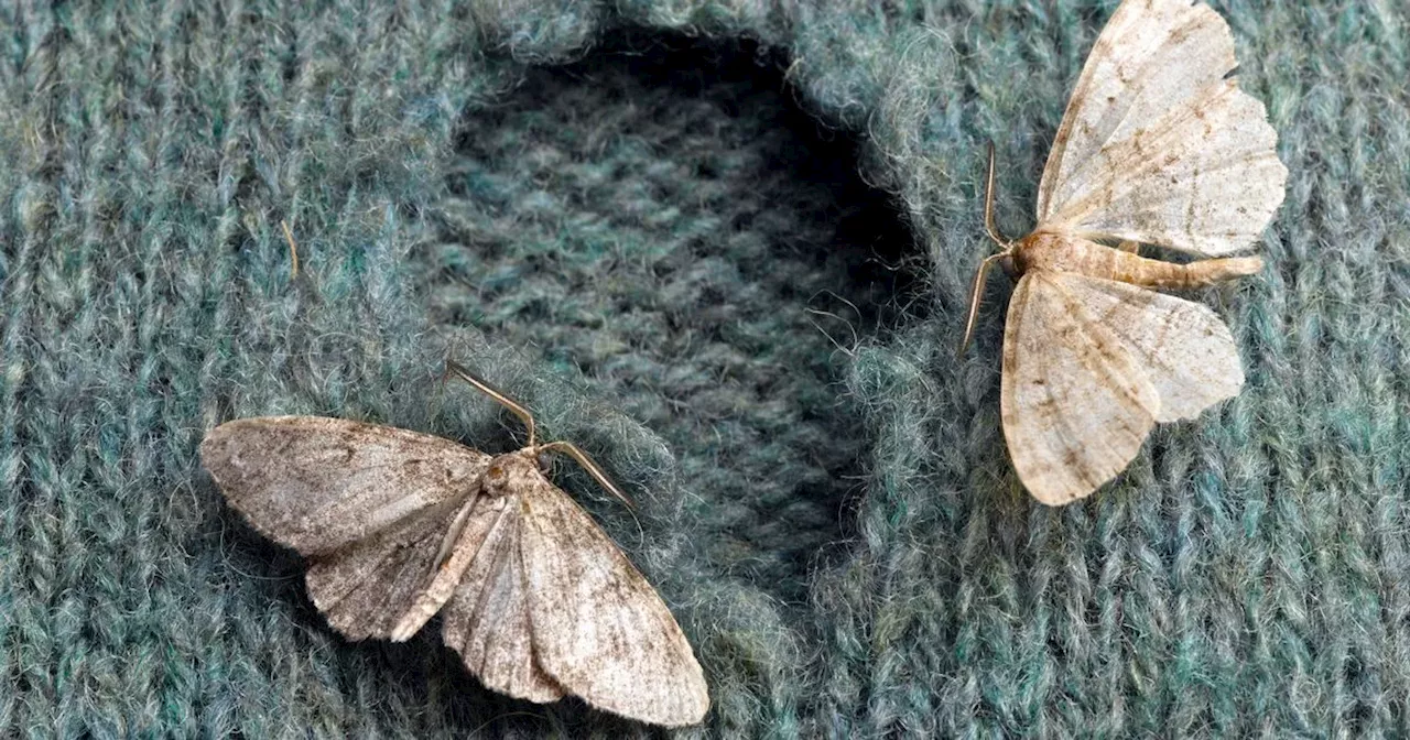 Rentokil warns of surge in moth infestations - how to protect your home