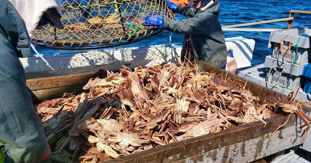 DFO hikes 2024 snow crab catch limit by 5.2 per cent, says stock is healthy