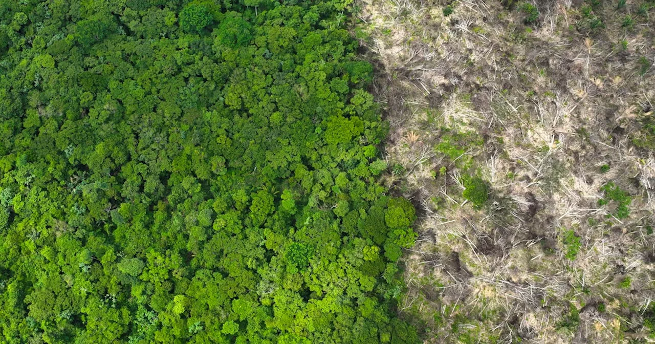 EU members call for revision of anti-deforestation law