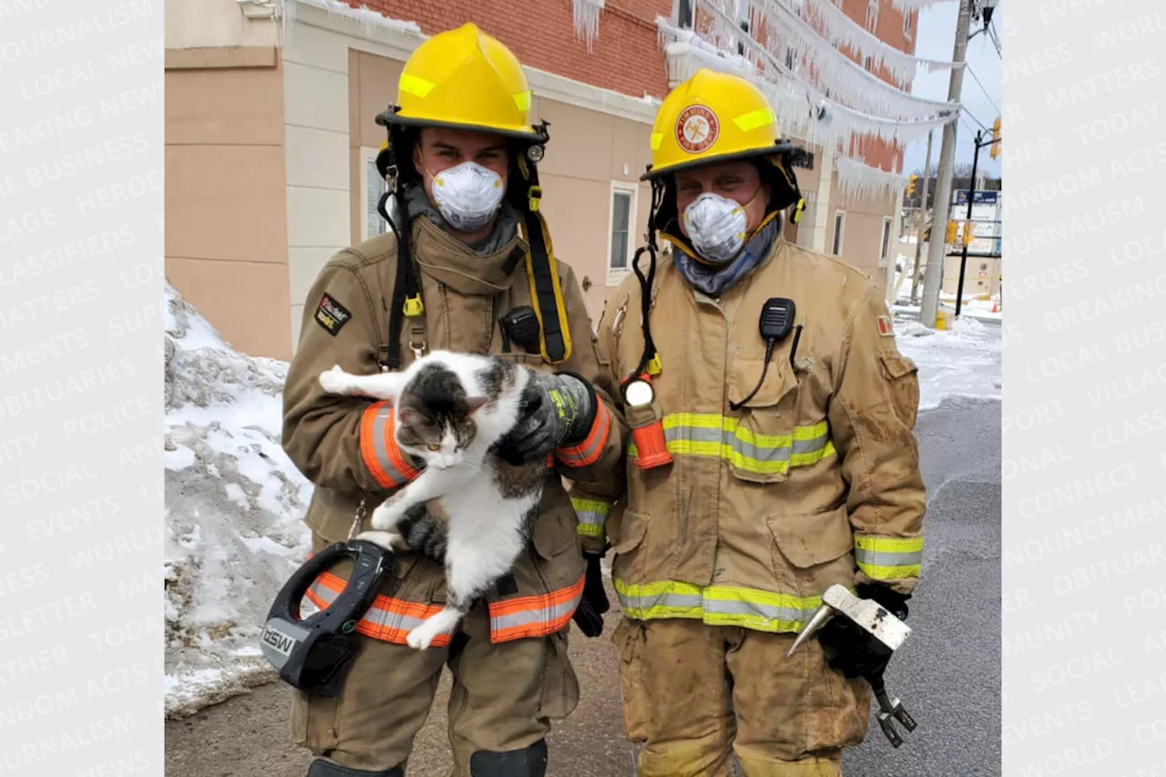 BEYOND LOCAL: Cats saved from building days after fire breaks out