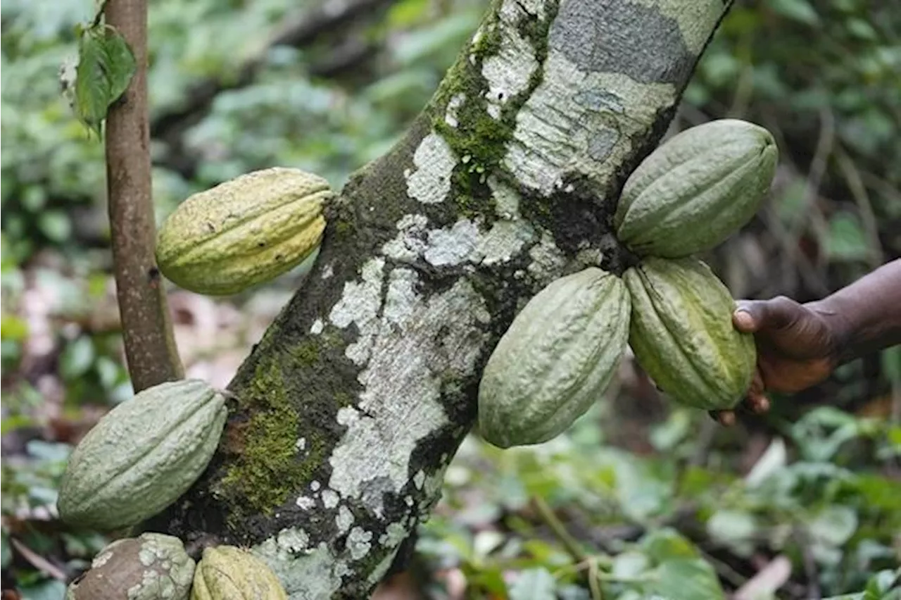 Higher chocolate prices part of wider trend as climate, other factors disrupt supply