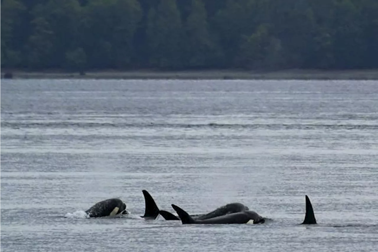 Time of essence amid efforts to reunite orphaned B.C. orca calf with its pod