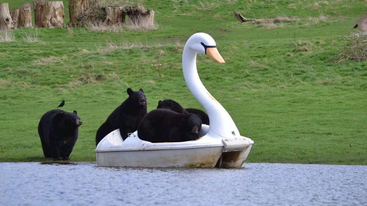 Diese Bären haben so viel Spaß mit ihrem Schwan-Tretboot