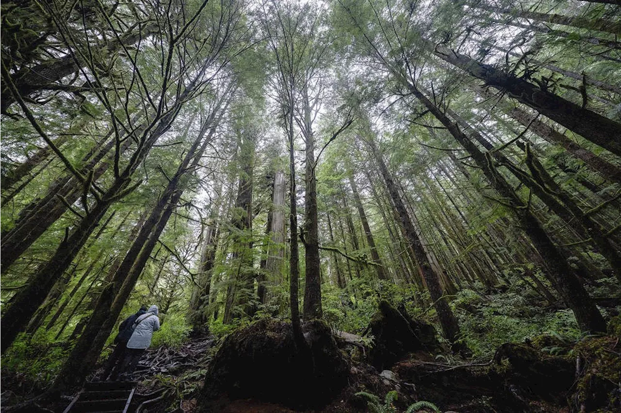 Forest bathing can ease stress, boost cognitive function: UBC scientist