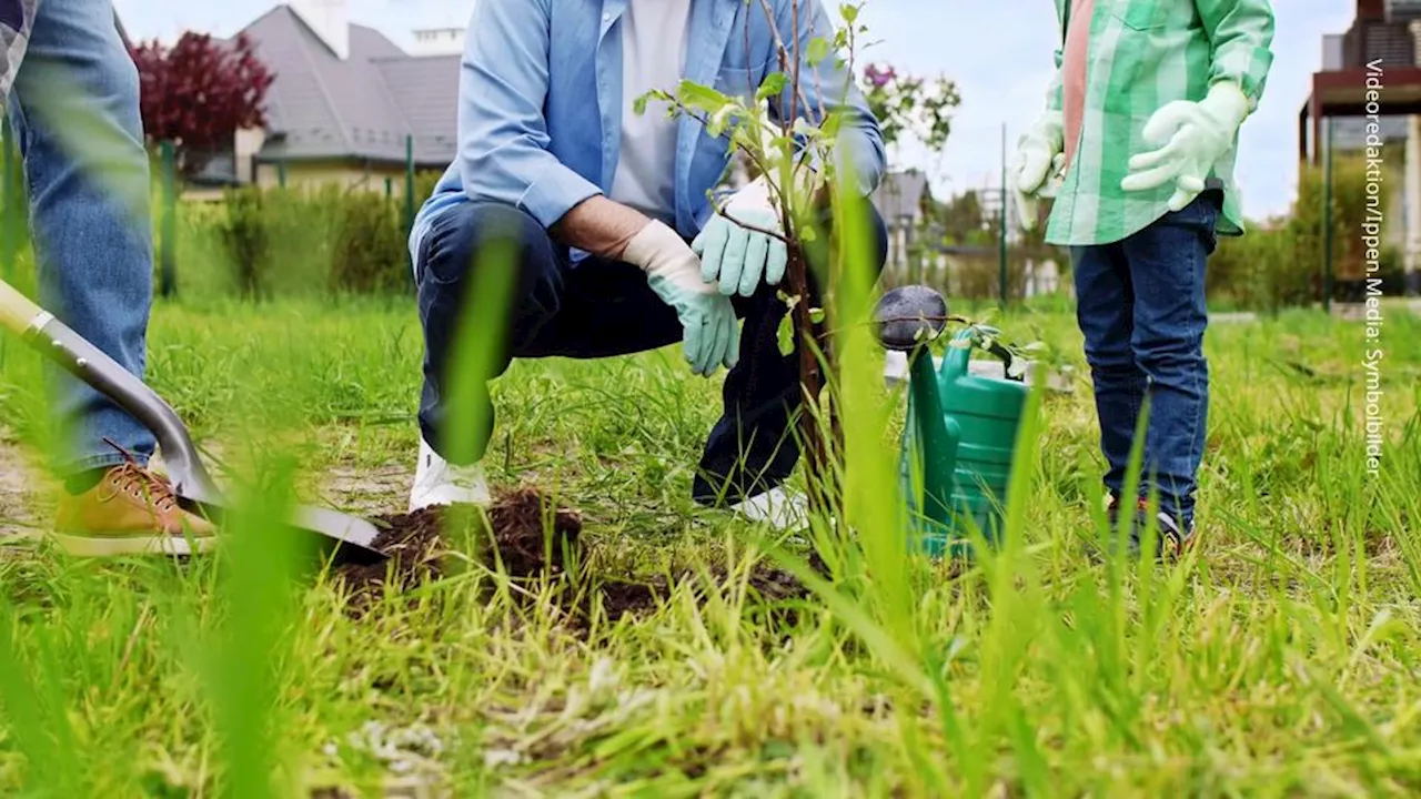 3 Gehölze benötigen im April einen Rückschnitt im Garten