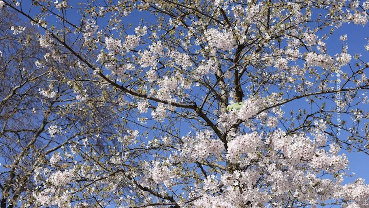 Wetter-Prognose für Deutschland hat es in sich: Wettermodell rechnet mit „Sahara-Ostern“