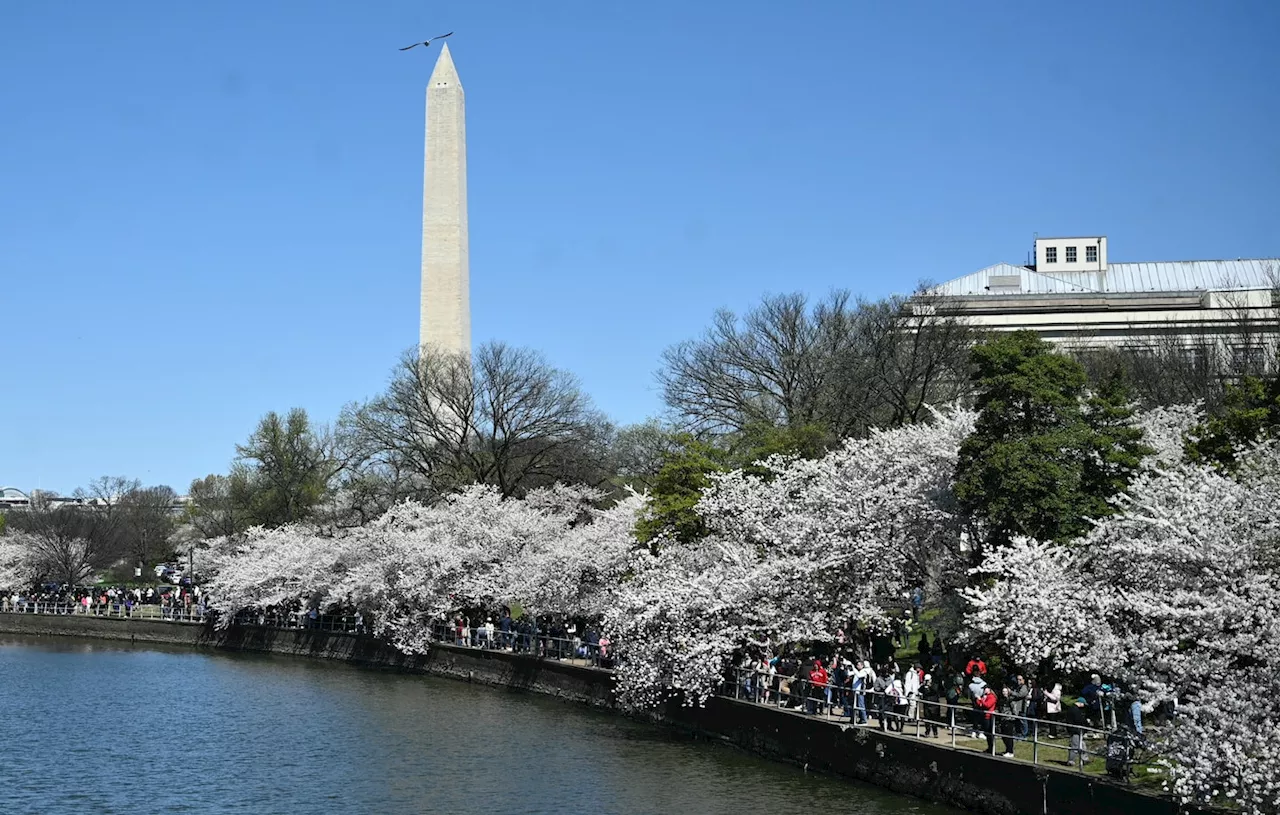 Blossoms, still in bloom, sparkle in Palm Sunday sunshine