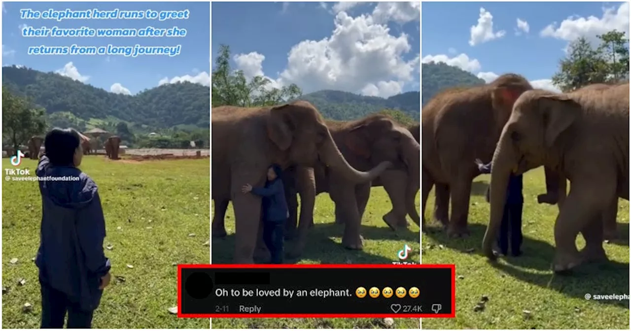 Elephants in Thai Sanctuary Run With Glee to Greet Founder After Being Separated for Several Days