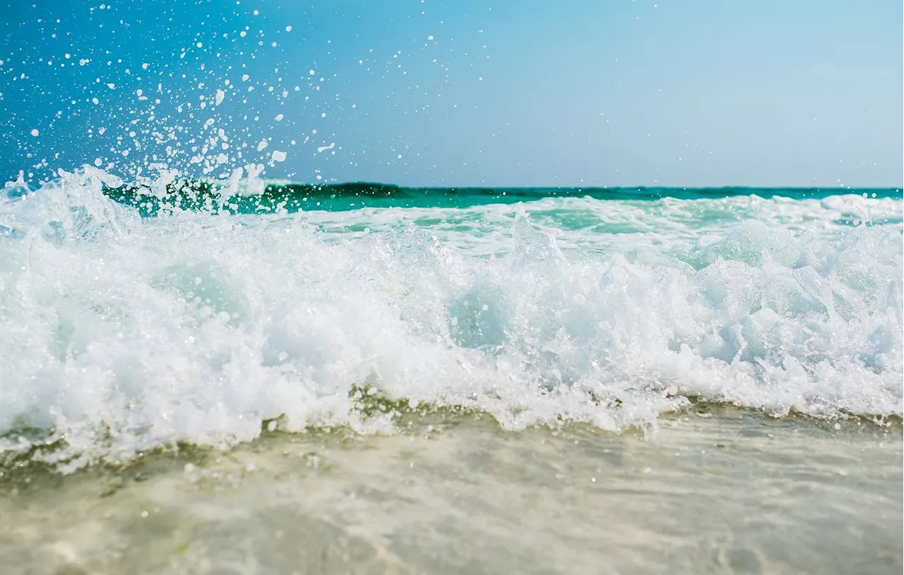 Chypre : Des punaises d’eau géantes à la morsure très douloureuse envahissent la Méditerranée