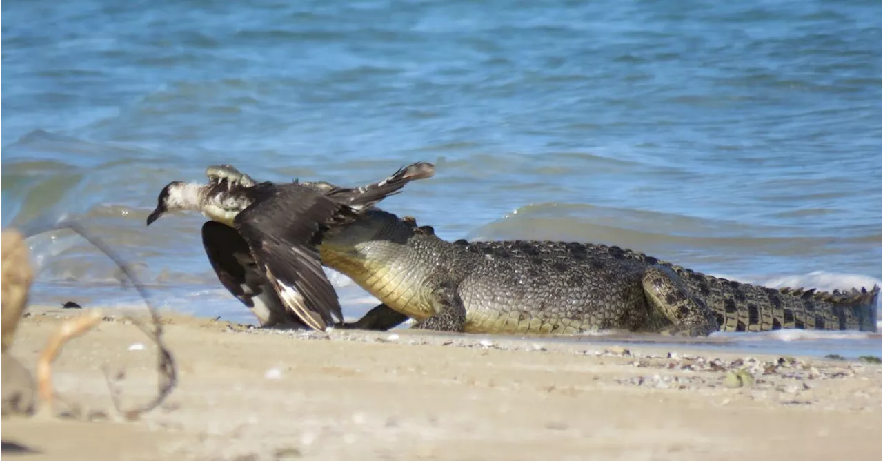 Rangers capture rare meeting between saltwater croc and arctic bird on the Great Barrier Reef