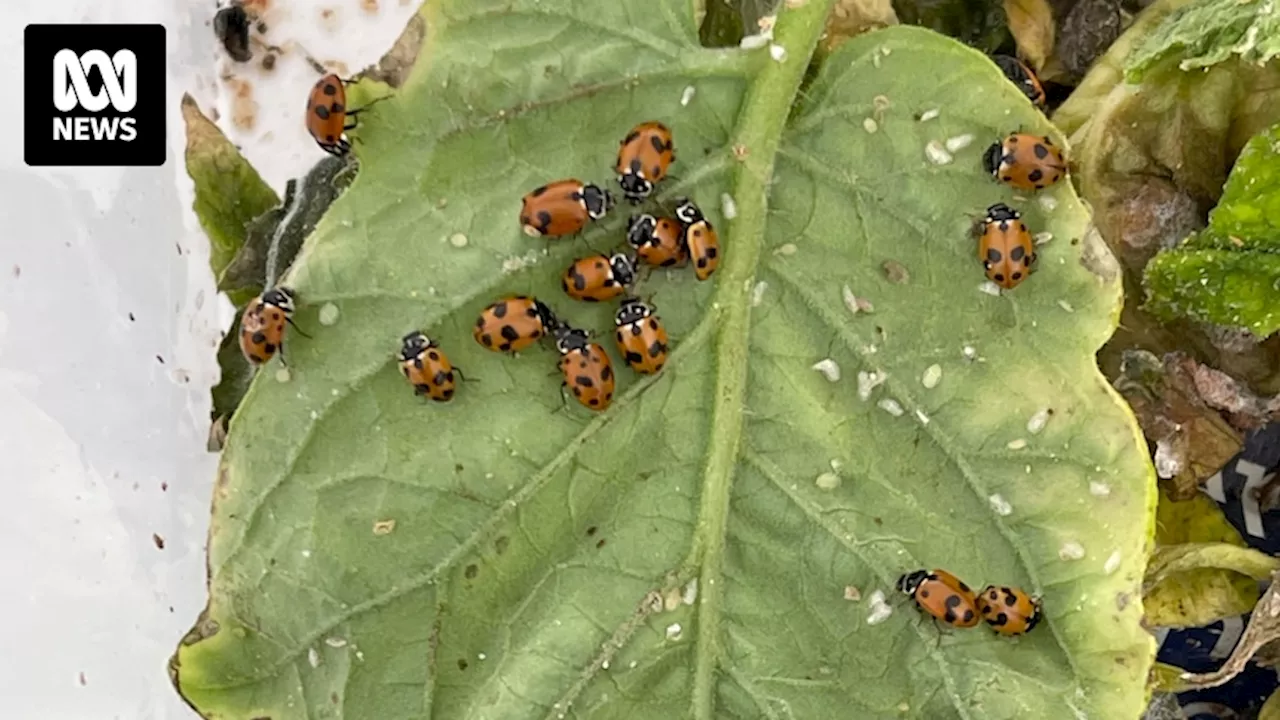 Ladybirds trained to eat invasive tomato potato psyllids in bid to protect WA crops