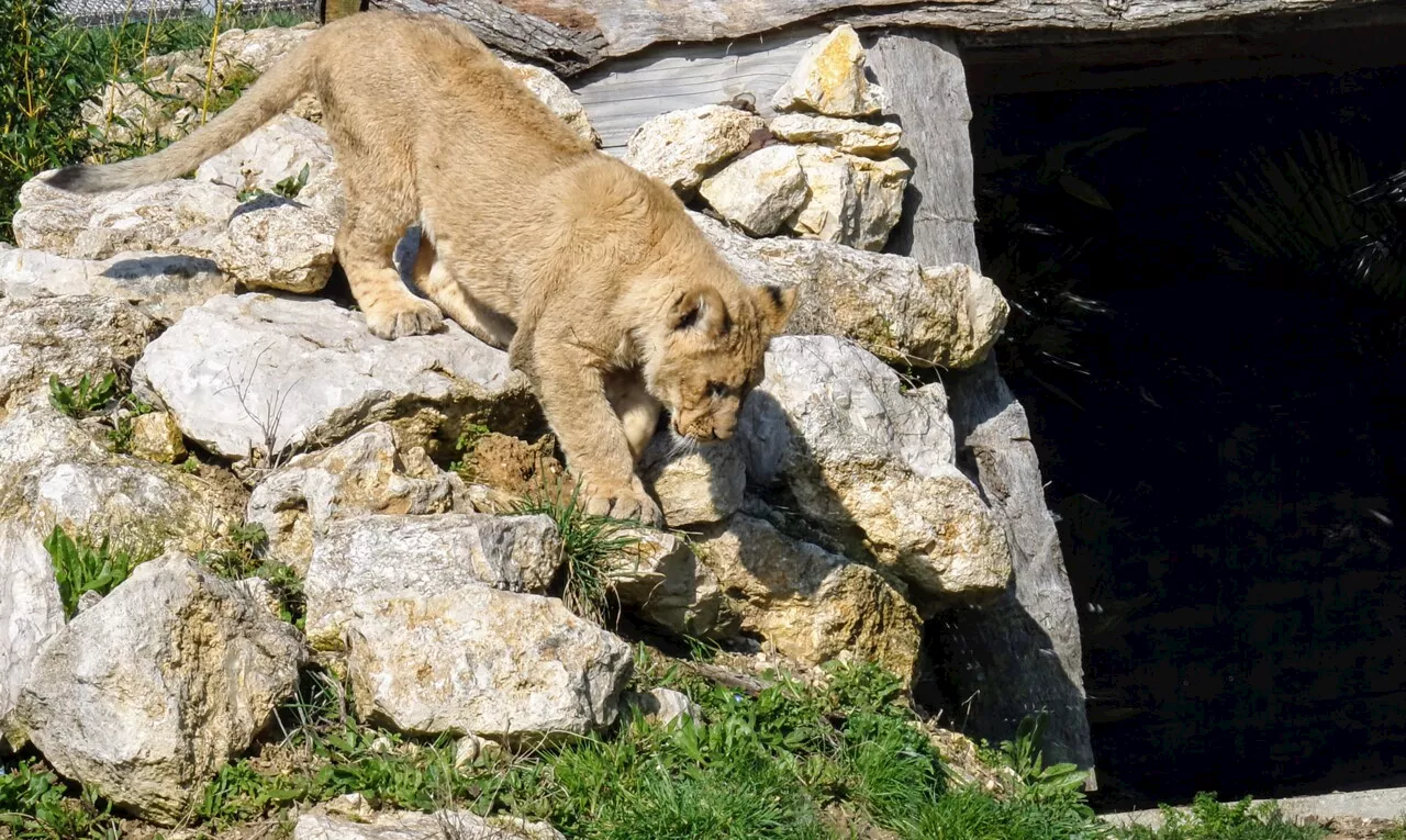 Le zoo-refuge La Tanière se réveille pour le week-end de Pâques près de Chartres