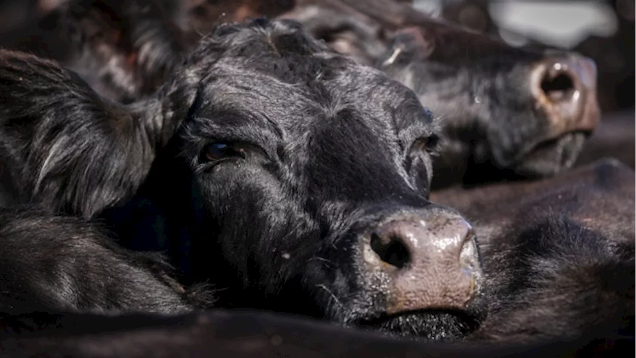 Suspected Disease Outbreak Kills 100 Cattle on Australian Ship