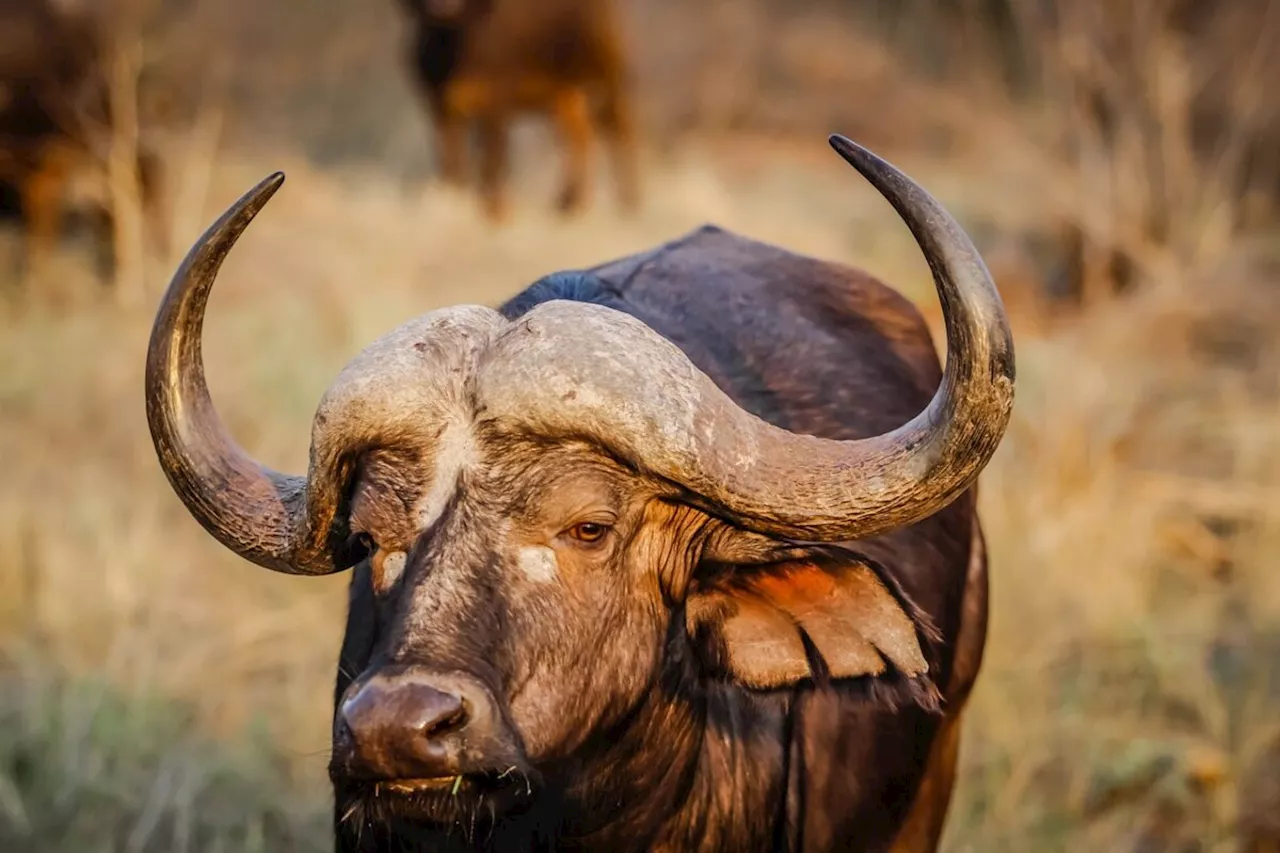 Man killed hunting a buffalo outside Hluhluwe iMfolozi Park