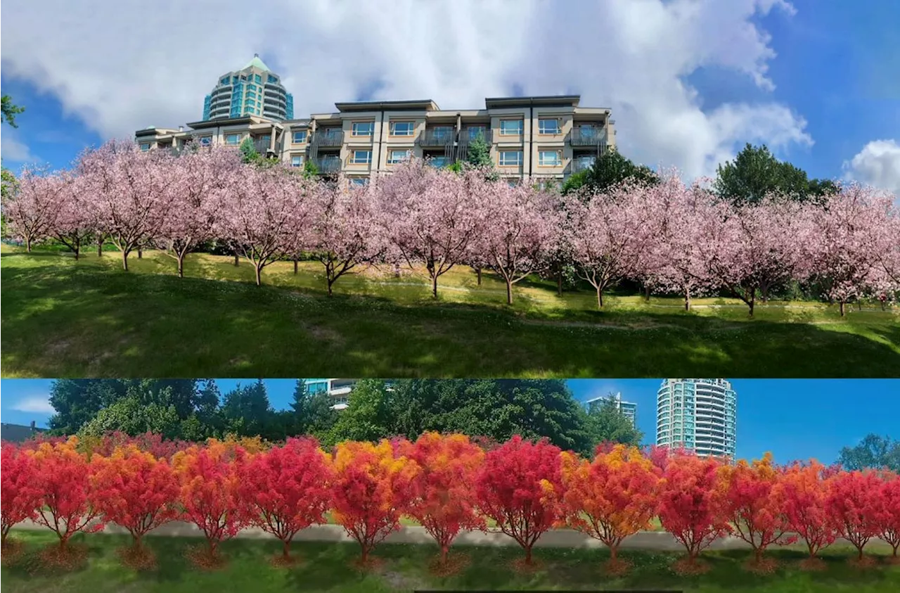 'Stunning' lane of almost 100 cherry blossom, maple trees proposed for this Burnaby trail