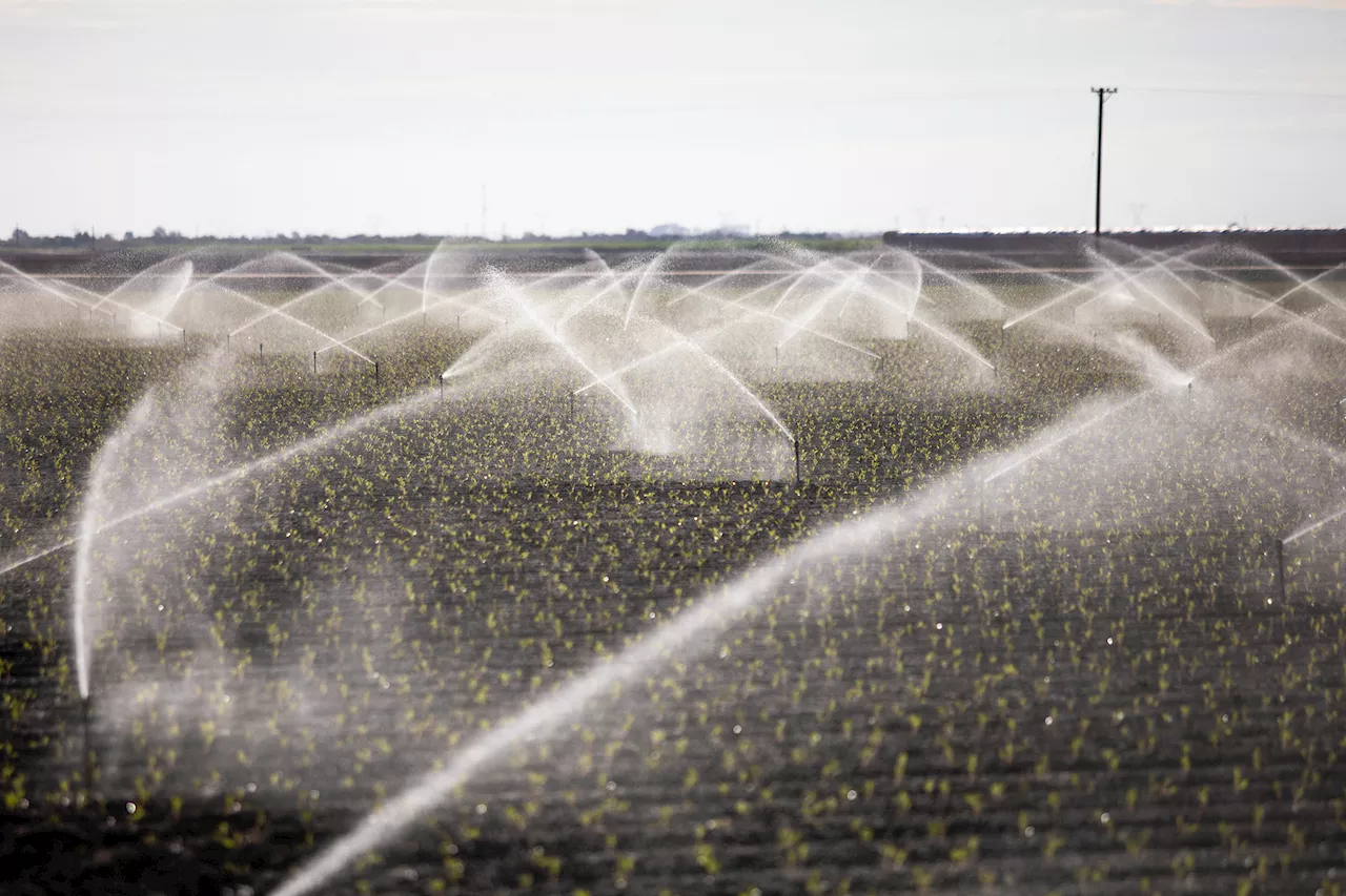 California farmers could save a lot of water — but their profits would suffer