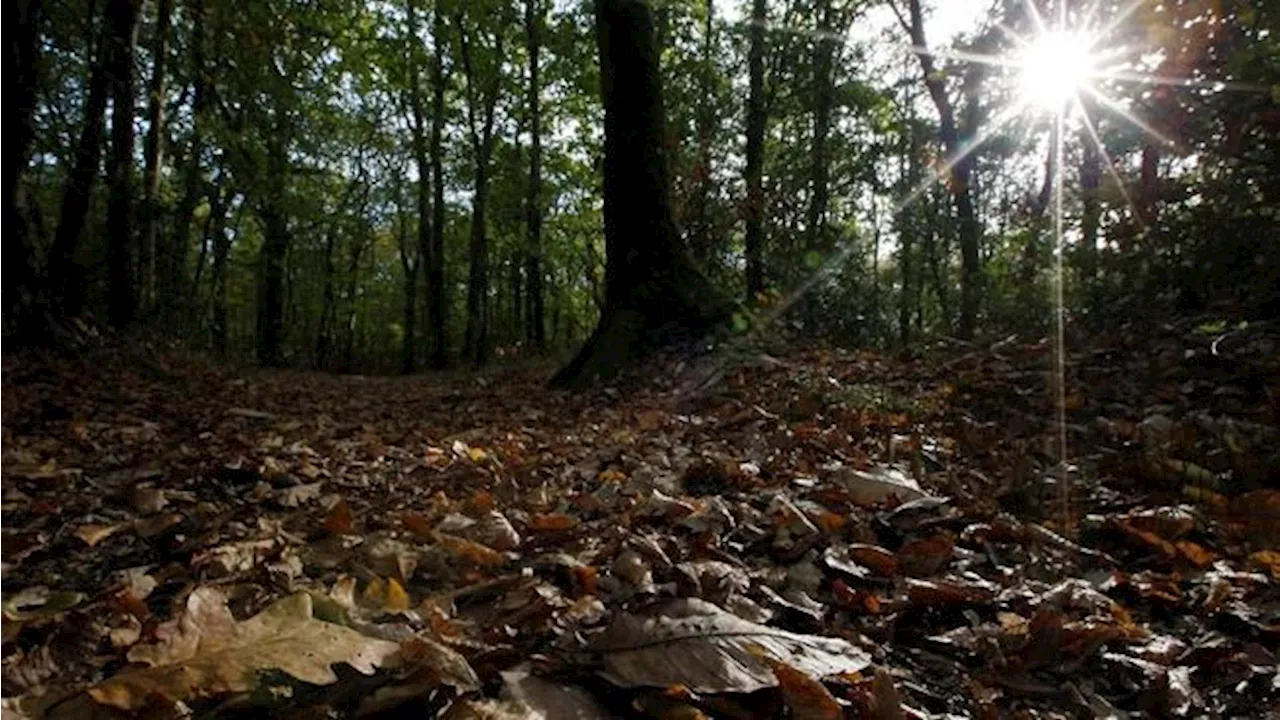 Penampakan Tanda Kiamat di Hutan RI yang Bikin Ngeri