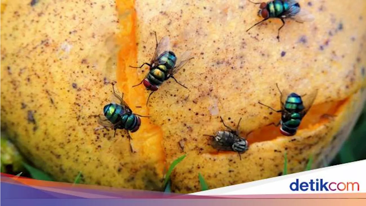 Alasan Tiba-Tiba Banyak Lalat di Rumah dan Cara Mencegahnya