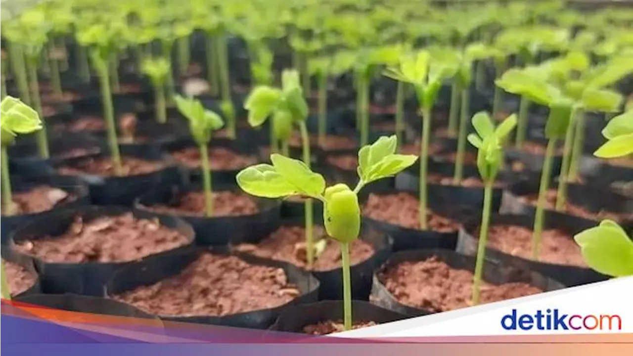 Selain Bikin Sejuk, Ternyata Menanam Pohon di Rumah Bisa Datangkan Pahala