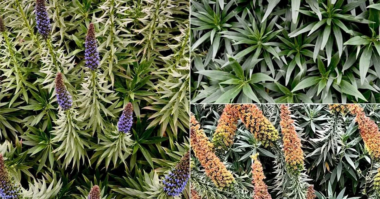 Echium Fastuosum: il bell’arbusto amico delle api